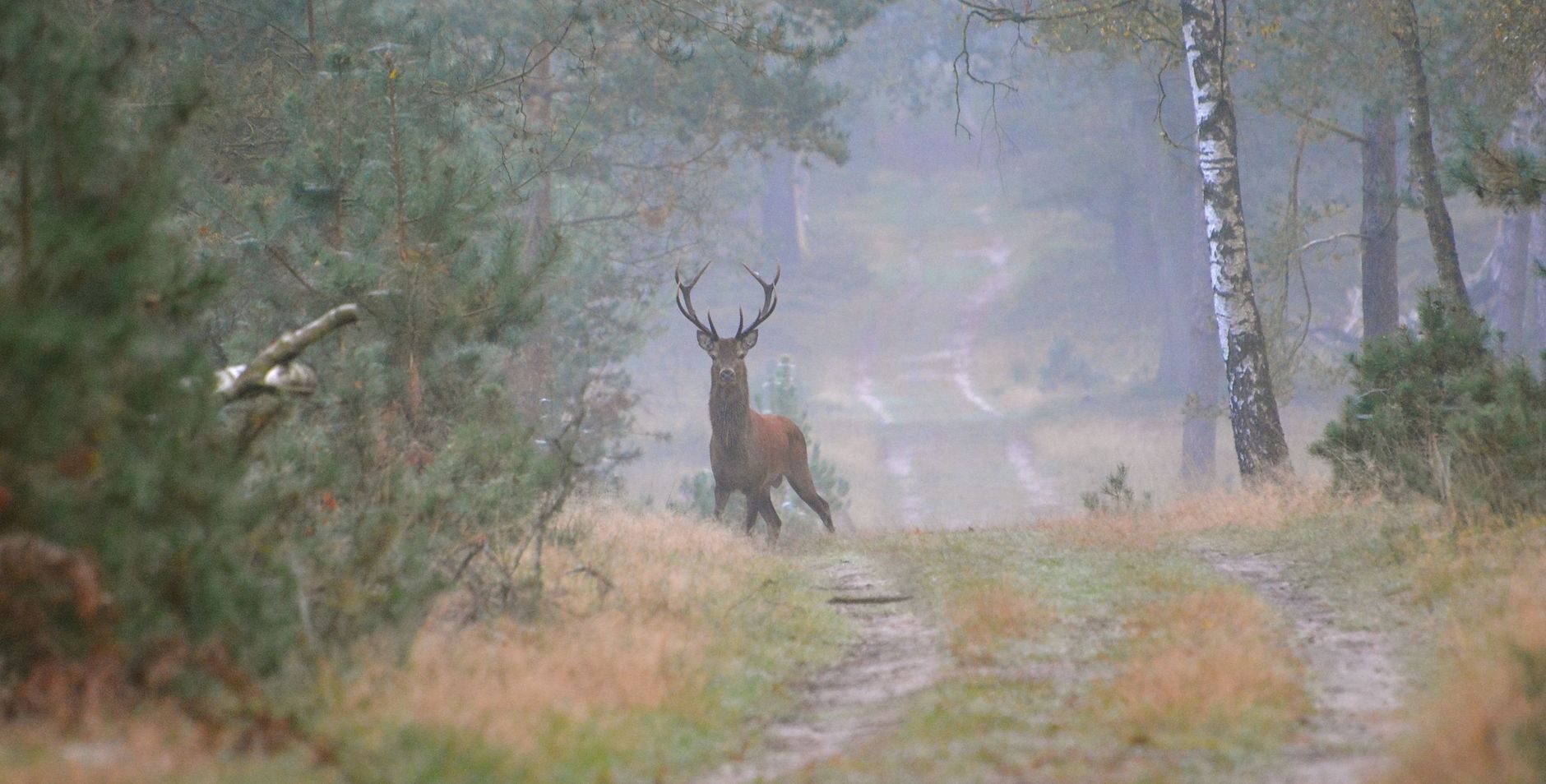 Edelhert in bos