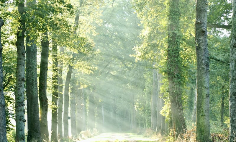 laan Dorth