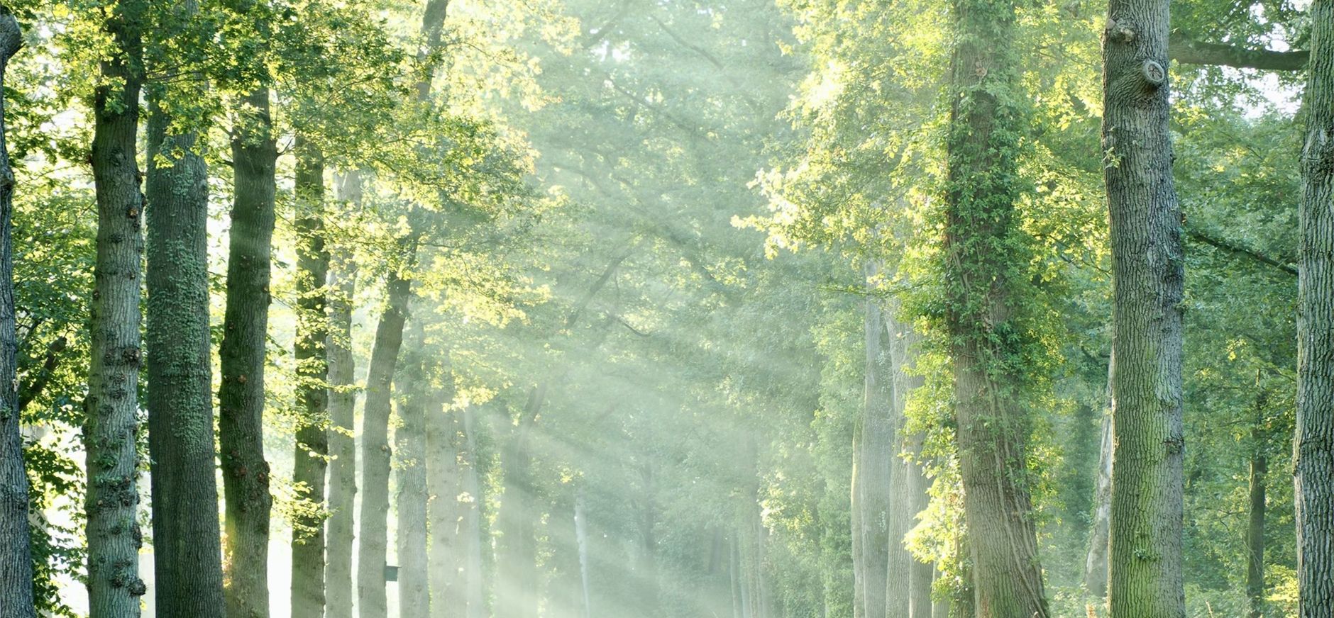 laan Dorth 