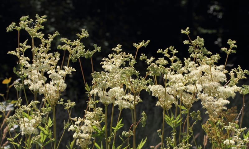 Moerasspirea
