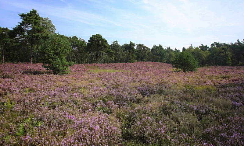 Zwerftocht Loenense bossen Reeenberg en Hoeve Delle