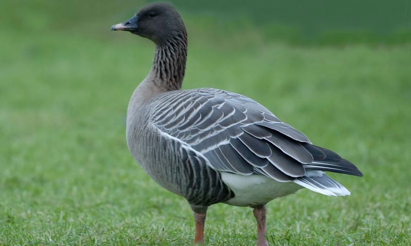 Rietgans