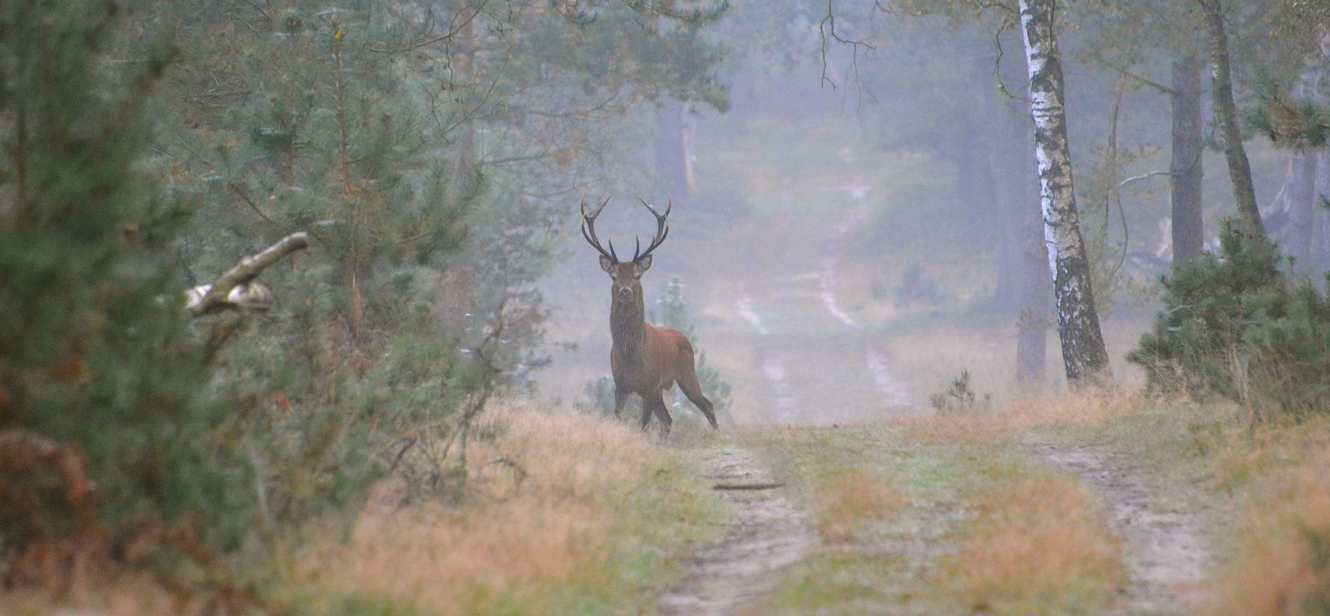 Edelhert in bos