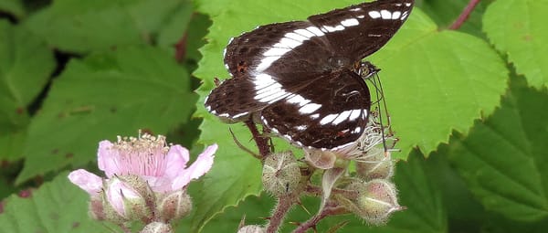 Kleine ijsvogelvlinder Woudhuizen