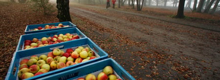 Planken Wambuis hardlopen