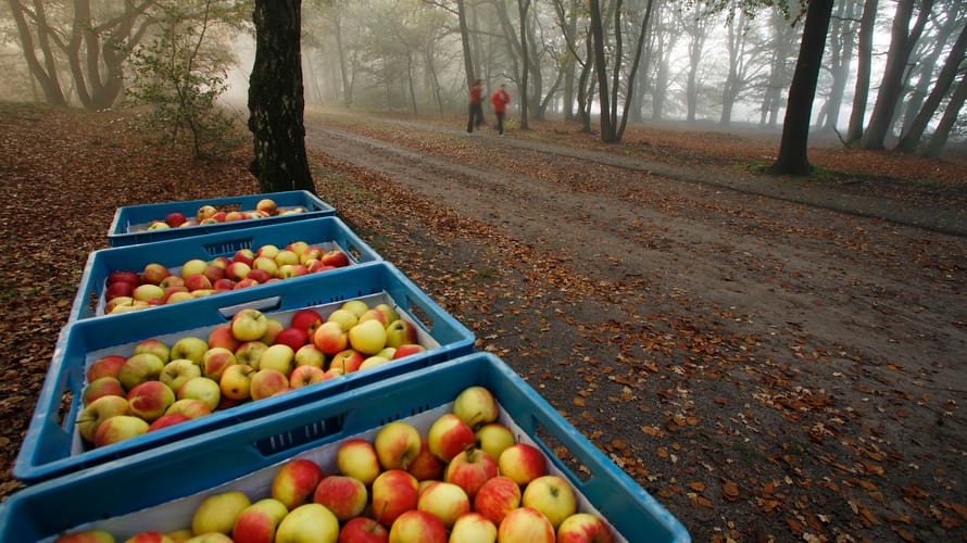 Planken Wambuis hardlopen