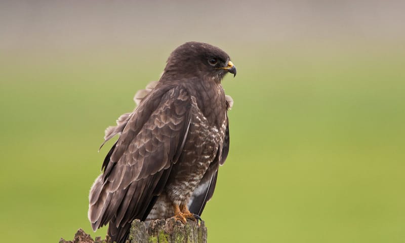 Buizerd op paaltje