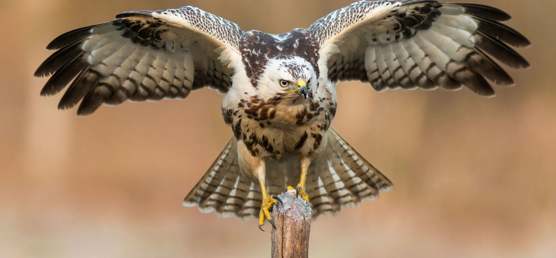 Landende buizerd