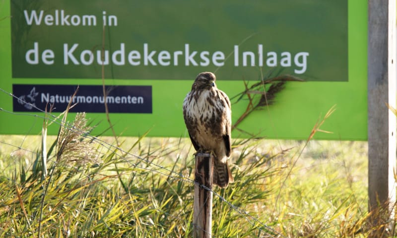Buizerd op infobord