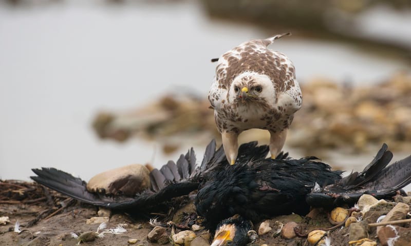 Buizerd met prooi