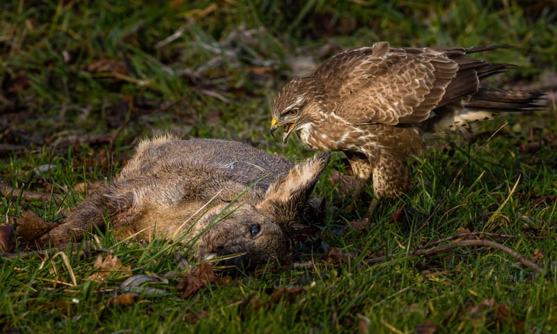 Buizerd met prooi
