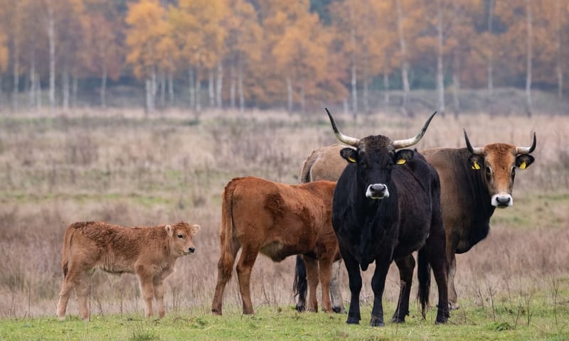 kudde taurossen foto bob luijks