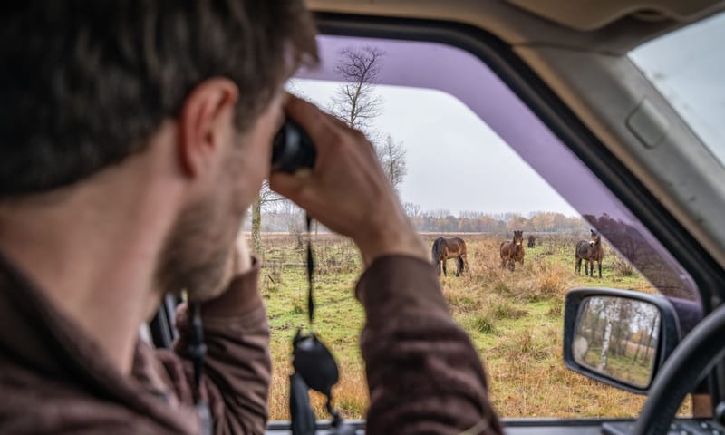 Kuddebeheer Kempen~Broek Exmoorpony's