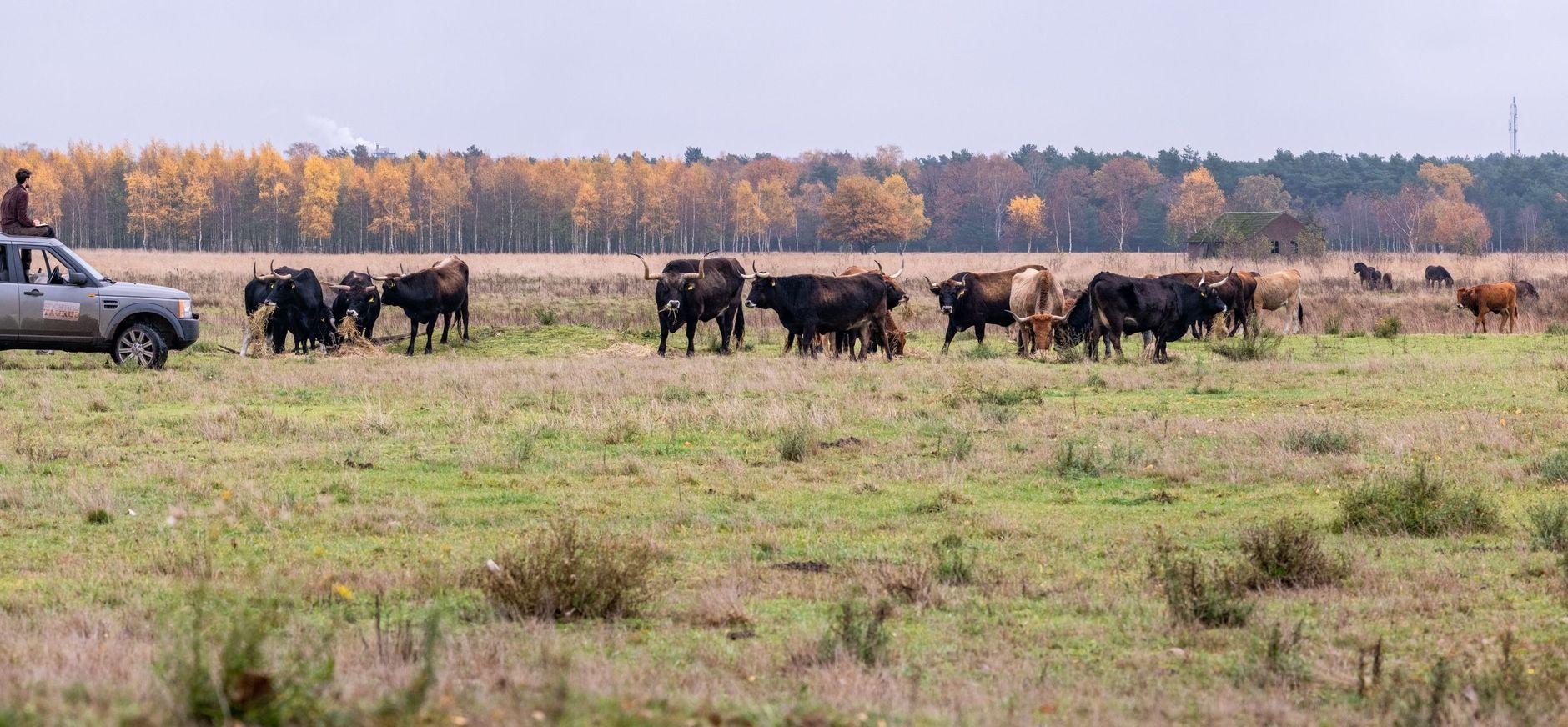 Kuddebeheer Kempen~Broek