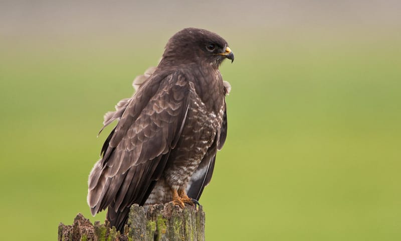 Buizerd op paaltje