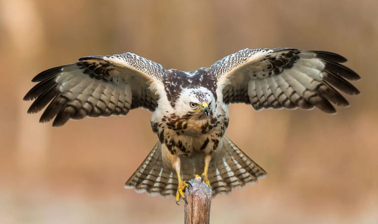 Landende buizerd
