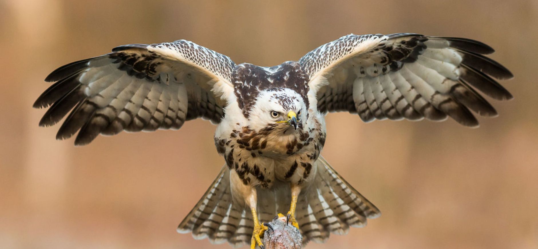 Landende buizerd