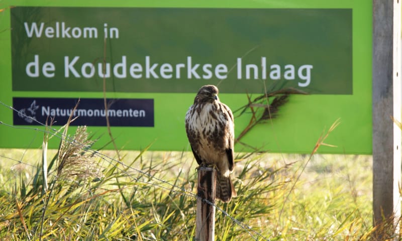Buizerd op infobord