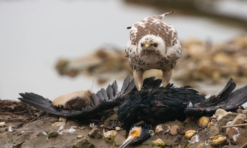 Buizerd met prooi 