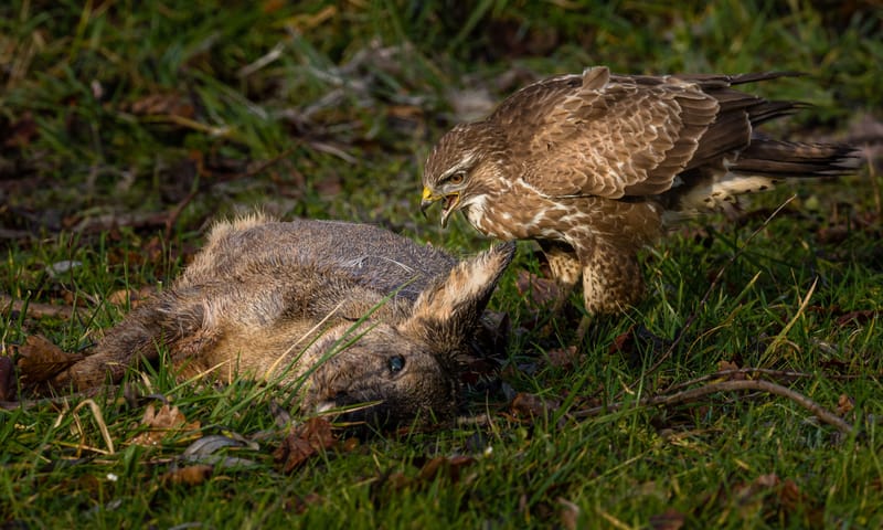 Buizerd met prooi