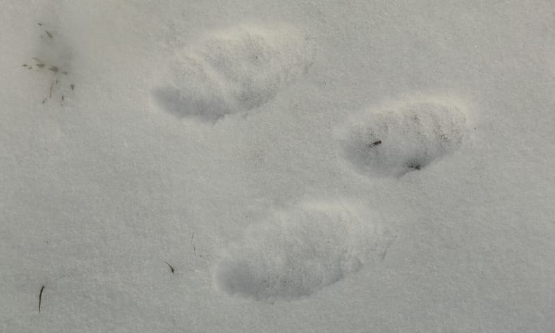 Sporen konijn in sneeuw