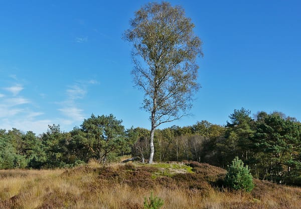 Koningsheuvel Wolfheze