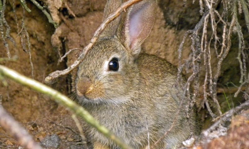 Konijn in hol