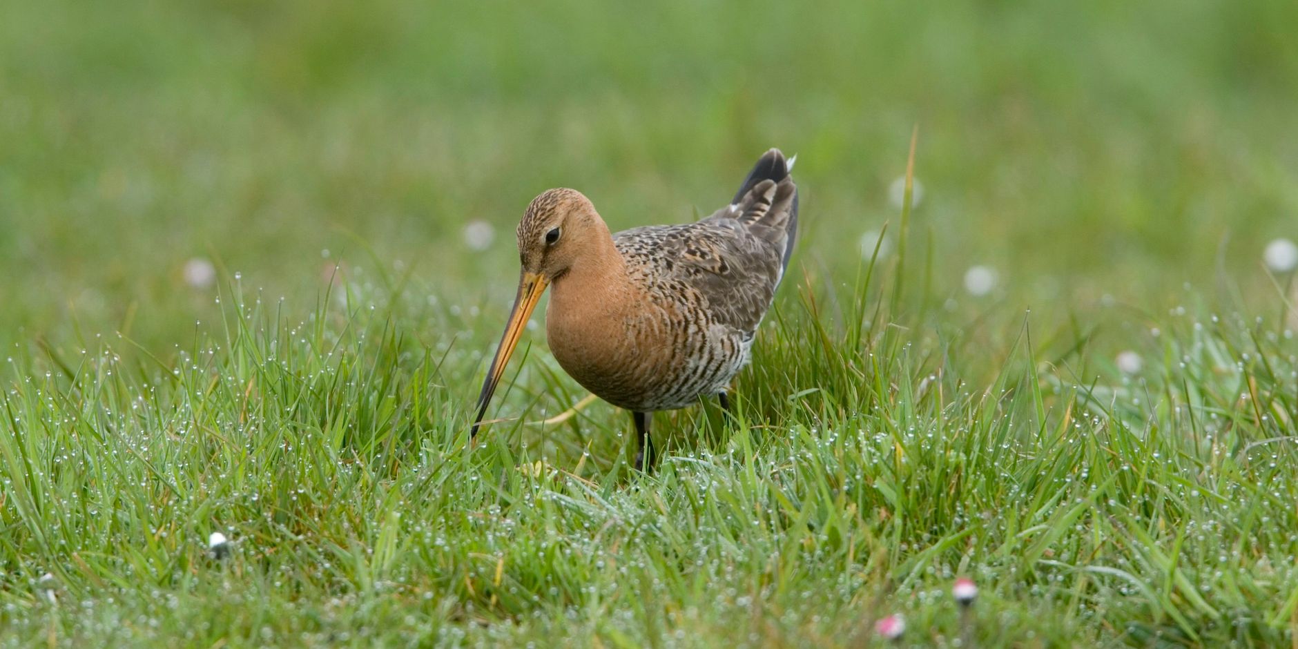 Grutto in Wormer-en Jisperveld