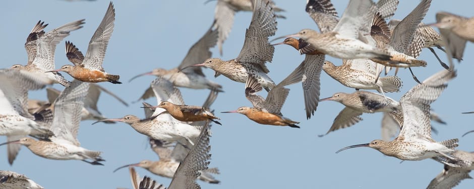 trekvogels
