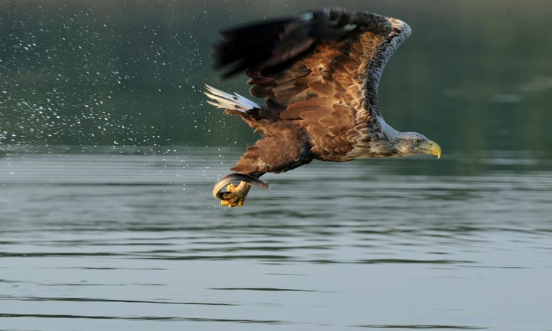 Zeearend vangt vis pagina