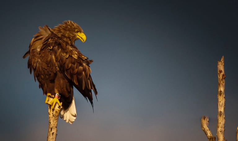 Zeearend op een paal