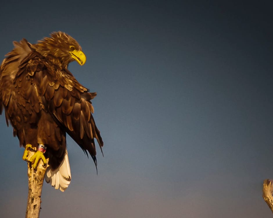 Zeearend op een paal