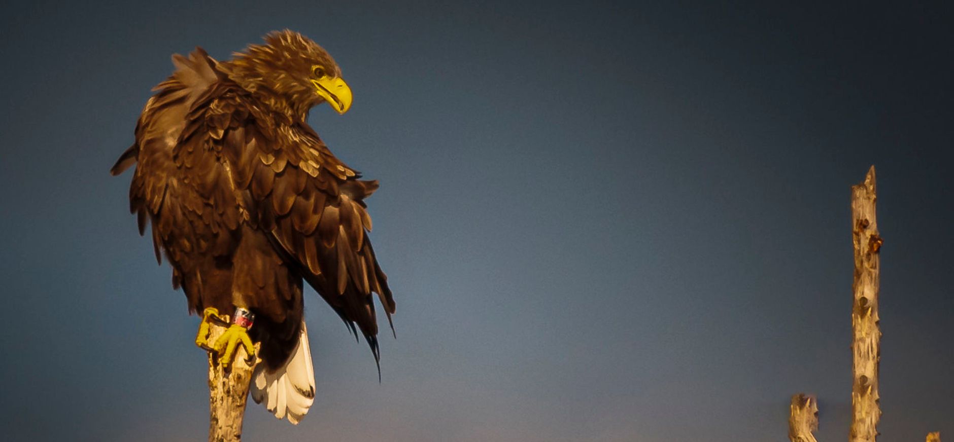 Zeearend op een paal