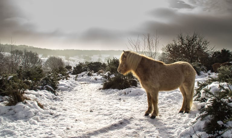 paard in de winter
