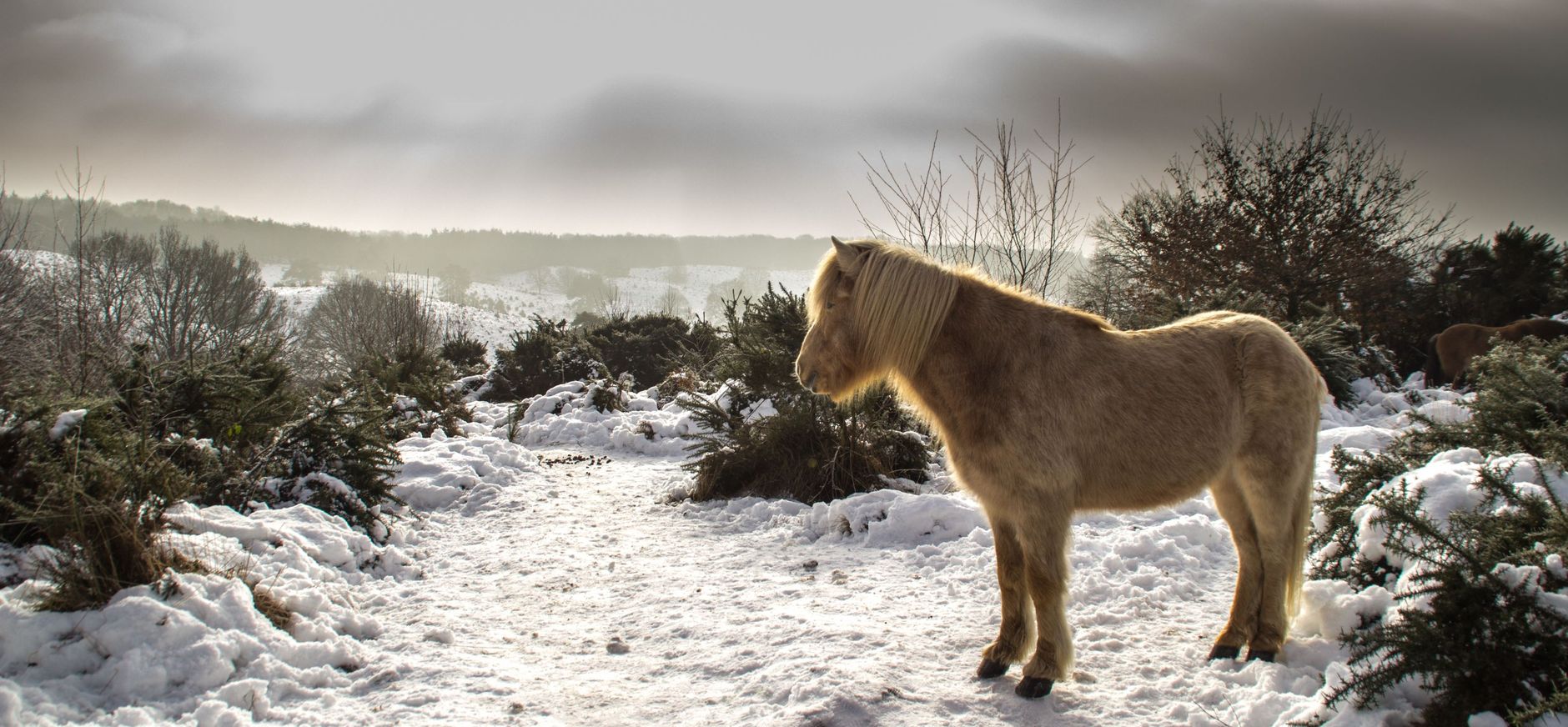paard in de winter