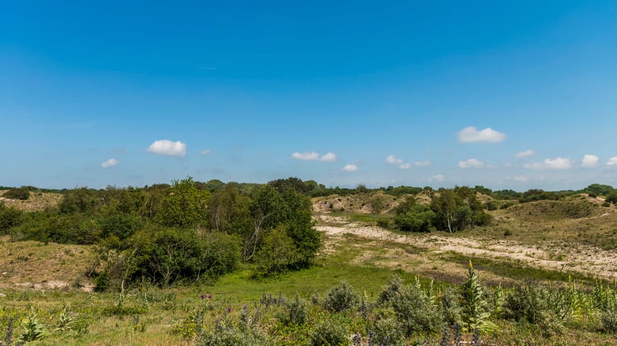 Uitzicht op met struiken begroeide duinen