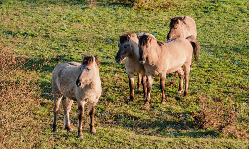 Konikpaarden Molenplas