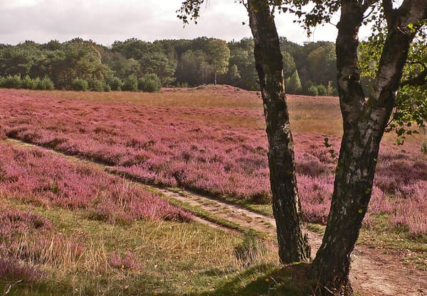 Wolfhezer heide