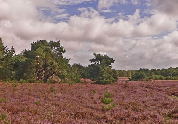 Heide Wolfheze