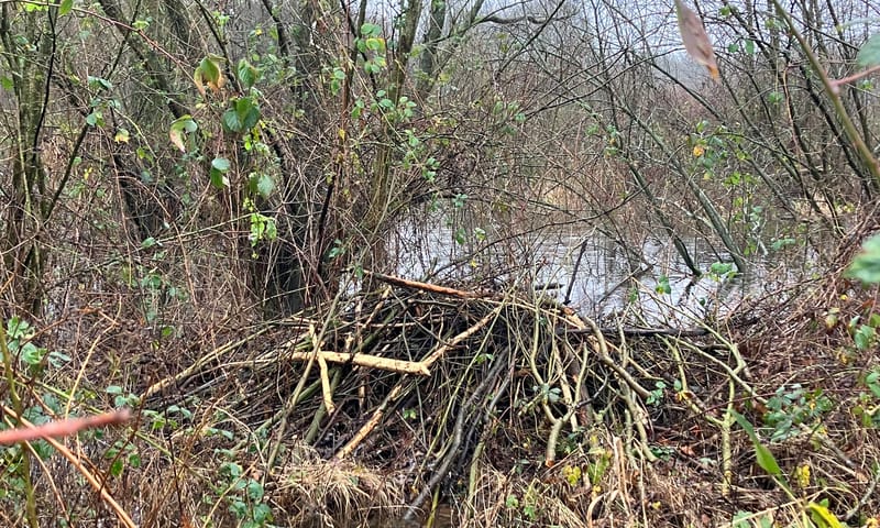 Takkenburcht van de bever op de Kampina
