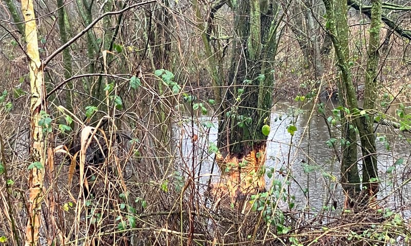 aangeknaagde boom in de Beerze