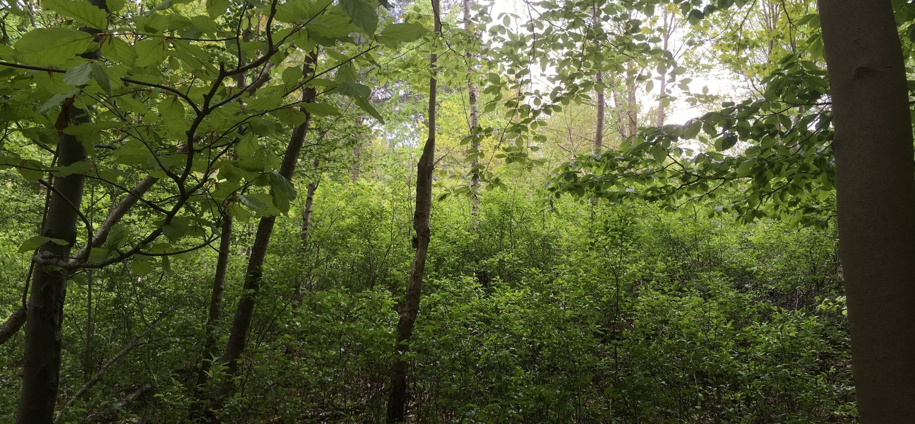 Amerikaanse vogelkers in het bos