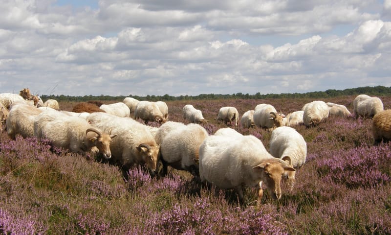 Drentse heideschapen grazen tussen de struikheide