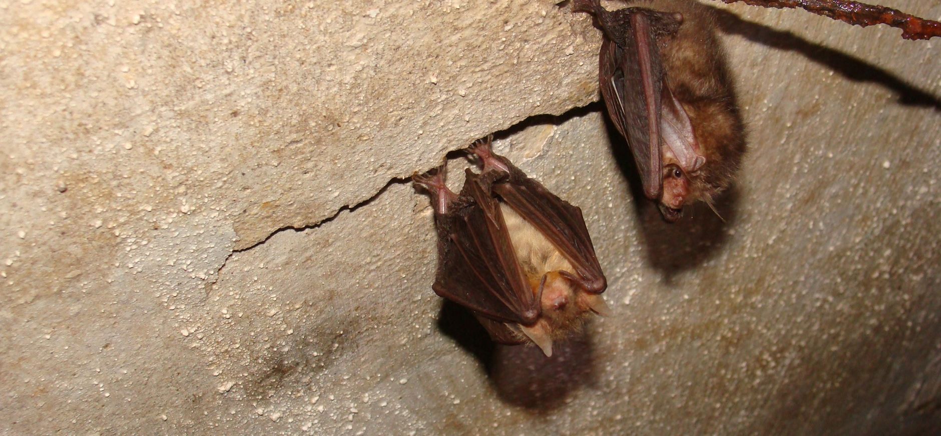 grootoorvleermuis
