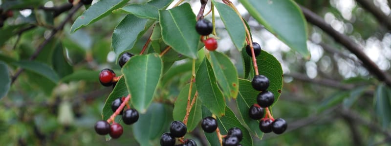 Amerikaanse vogelkers 