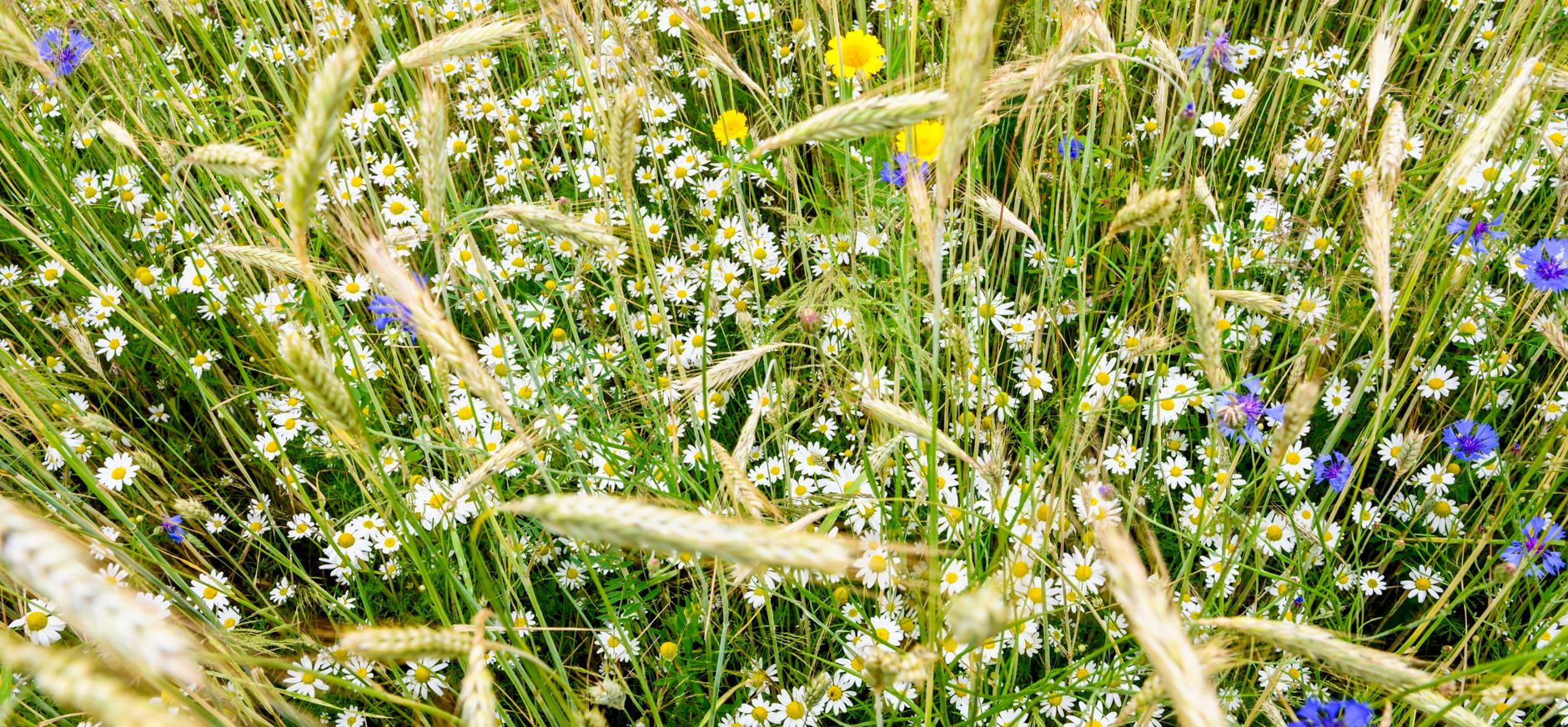 Veldbloemen 
