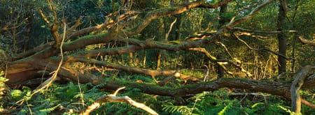 Onzalige bossen