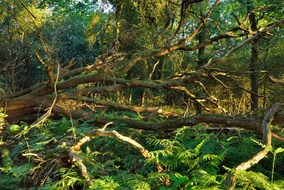 Door de bomen het bos zien