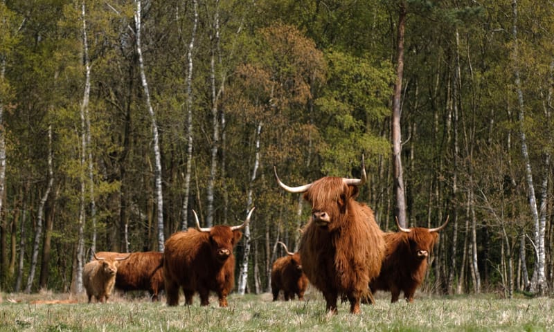 Hooglanders Holtingerveld