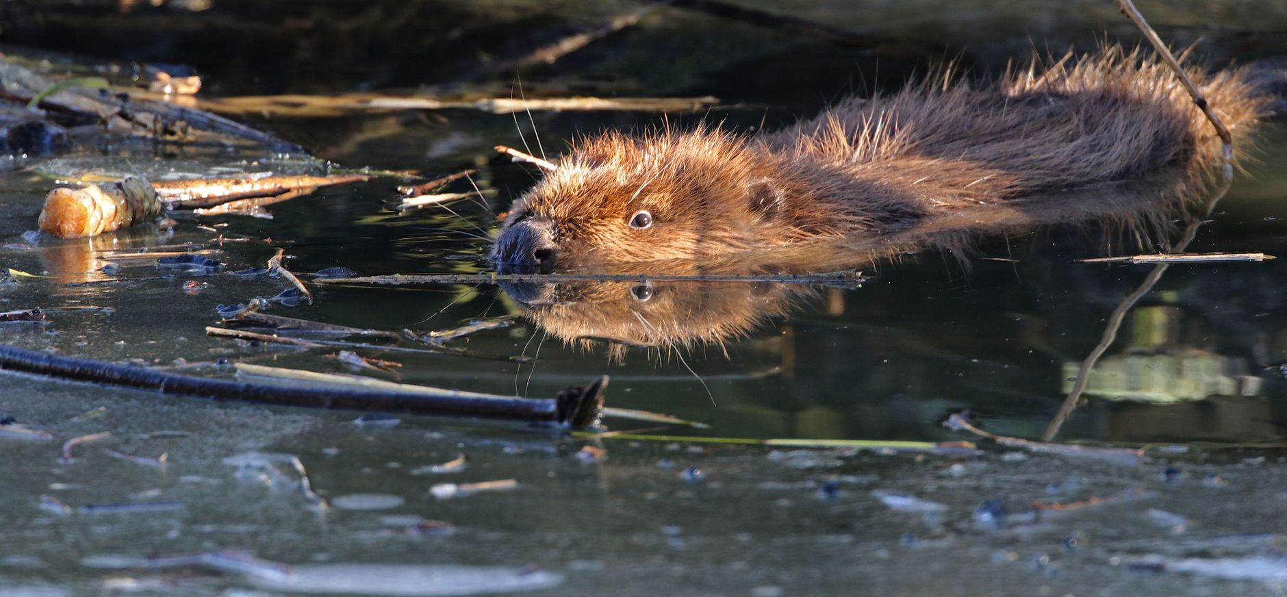 Europese bever
